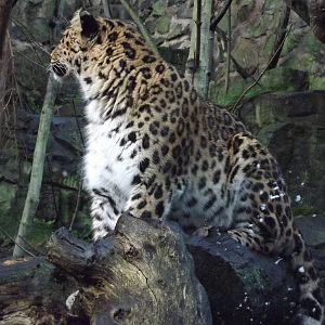 Amur leopard at Edinburgh Zoo 28/12/11