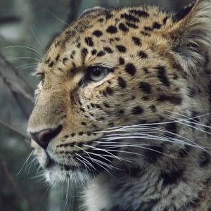 Amur leopard at Edinburgh Zoo 28/12/11