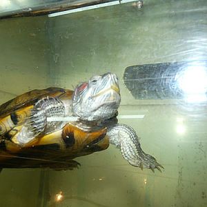 Red-eared slider in Kishinev Zoo