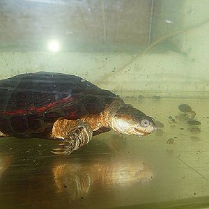 African Helmeted Turtle in Kishinev Zoo