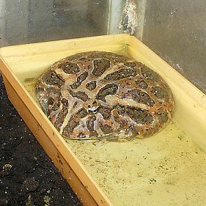 Ornate horned frog in Kishinev Zoo