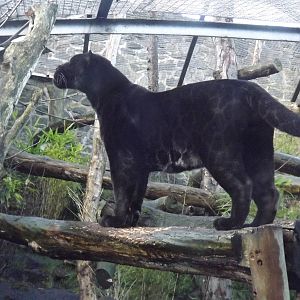 Jaguar at Edinburgh Zoo 28/12/11