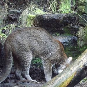 Asian golden cat at Edinburgh Zoo 28/12/11