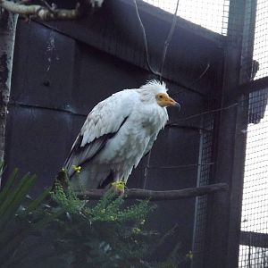 Egyptian vulture at Edinburgh Zoo 28/12/11