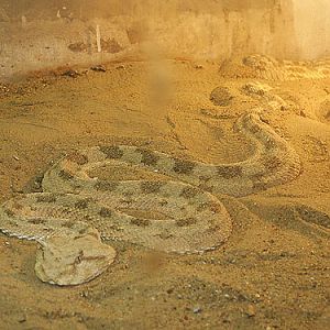Horned Sand Viper in Kishinev Zoo