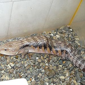 Blue-tonqued Skink in Kishinev Zoo
