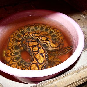 Rainbow Boa in Kishinev Zoo