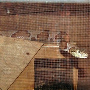 Southern Copperhead in Kishinev Zoo