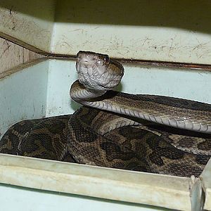 Habu in Kishinev Zoo