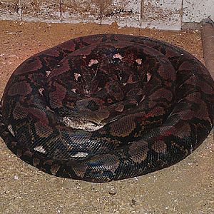 Reticulated Python in Kishinev Zoo