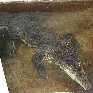 American Crocodile in Kishinev Zoo