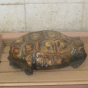 Hingeback Tortoise in Kishinev Zoo