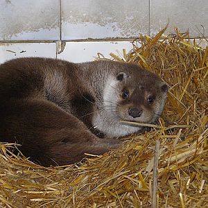 European Otter in Kishinev Zoo
