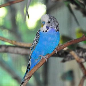 Budgerigar in Kishinev Zoo