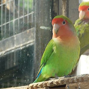 Peach-faced Lovebird in Kishinev Zoo