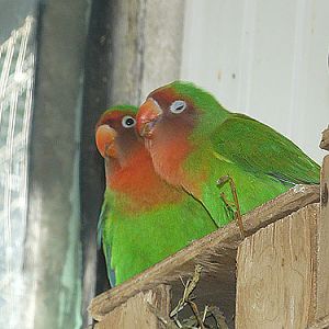 Fischer's lovebird in Kishinev Zoo