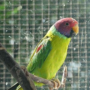 Plum-headed Parakeet in Kishinev Zoo