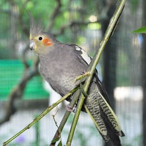 Cockatiel in Kishinev Zoo