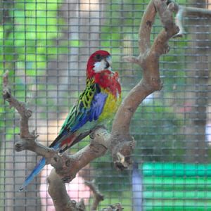 Eastern Rosella in Kishinev Zoo
