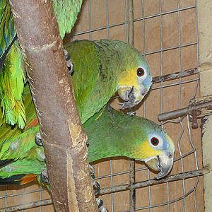 Orange-winged Amazon in Kishinev Zoo