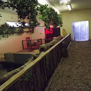 Indoor pygmy hippo exhibit at Edinburgh Zoo 28/12/11
