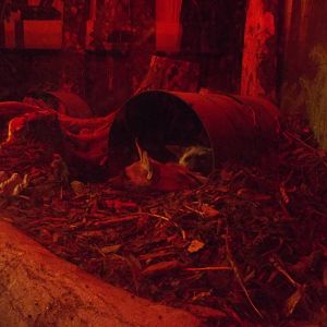 Aardwolves at Edinburgh Zoo 28/12/11