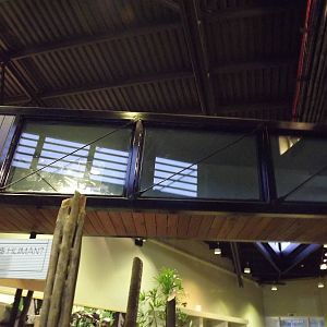 Chimpanzee passage at Edinburgh Zoo 28/12/11