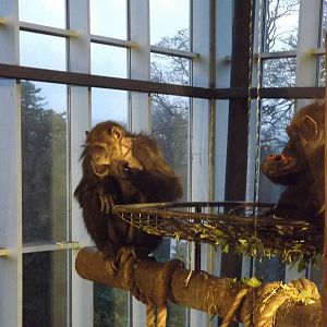 Chimpanzees at Edinburgh Zoo 28/12/11