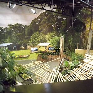 Budongo trail at Edinburgh Zoo 28/12/11