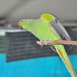 Rose-ringed Parakeet in Kishinev Zoo