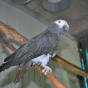 Western Grey Parrot in Kishinev Zoo