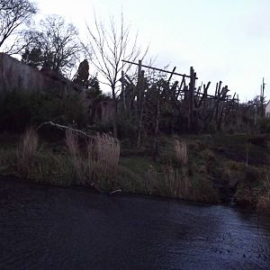 Budongo trail at Edinburgh Zoo 28/12/11