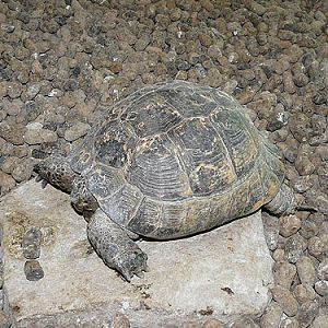 Spur-thighed Tortoise in Kishinev Zoo
