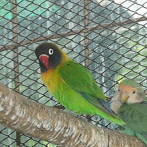 Masked Lovebird in Kishinev Zoo