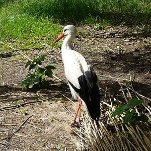 White Stork in Kishinev Zoo