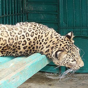 Iranian Leopard in Kishinev Zoo