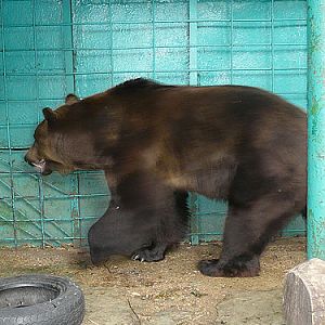 Brown Bear in Kishinev Zoo