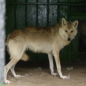 Asian grey wolf in Kishinev Zoo