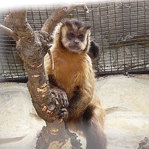 Brown capuchin in Kishinev Zoo