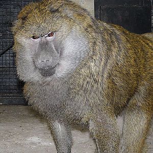 Olive baboon in Kishinev Zoo