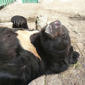 Manchurian black bear in Kishinev Zoo