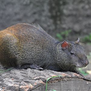 St Vincent Agouti in Kishinev Zoo
