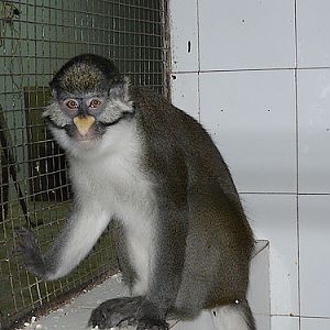 Guenon in Kishinev Zoo