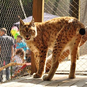 Northern Lynx in Kishinev Zoo