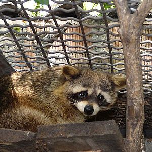 Raccoon in Kishinev Zoo