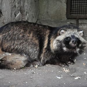 Raccoon dog in Kishinev Zoo