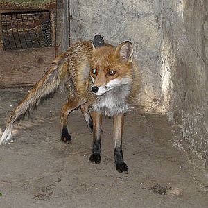 Red Fox in Kishinev Zoo