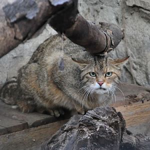 European wild cat in Kishinev Zoo