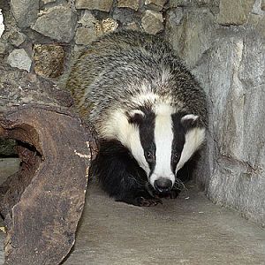 Eurasian badger in Kishinev Zoo