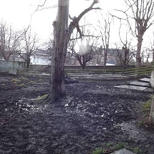 Tapir enclosure at Edinburgh Zoo 28/12/11